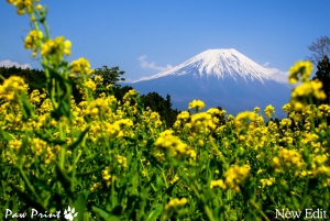 Landscape Japan Shizuoka Mt. Fuji
