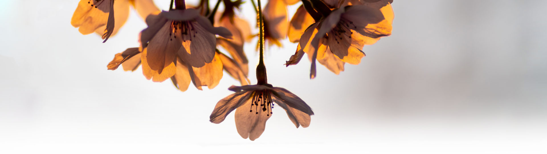 Paw Print Photos - Gregor McGregor