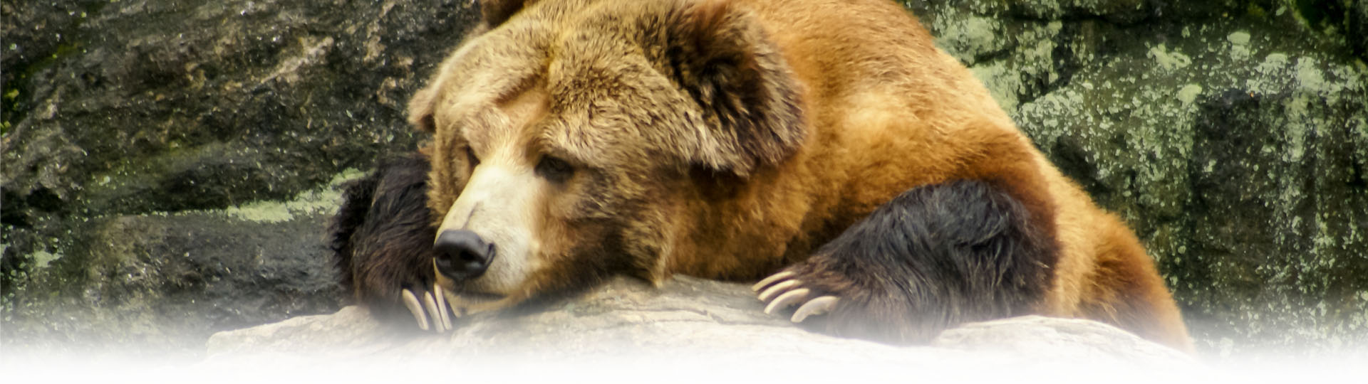 Title Kuma's Corner Brown Bear