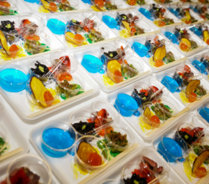 Paw Print Photos - Gregor McGregor