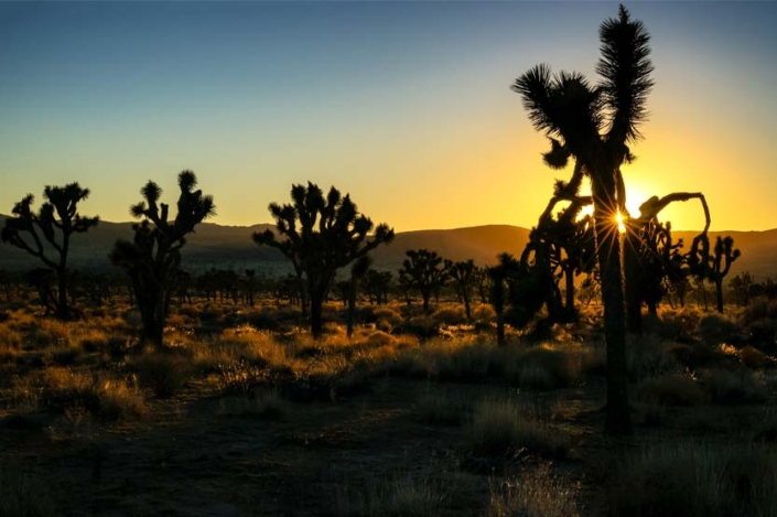 Paw Print Photos - Gregor McGregor - Portfolio Landscapes