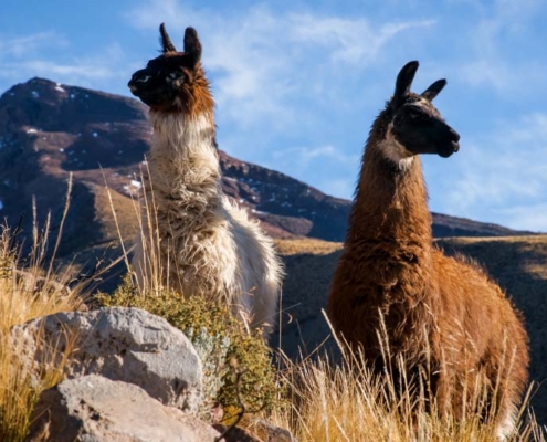 Paw Print Photos - Gregor McGregor - Portfolio Animals