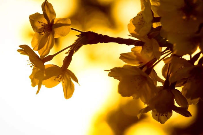 Paw Print Photos - Gregor McGregor - Portfolio Landscapes