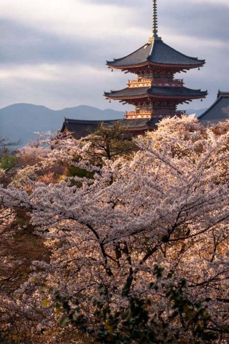Sakura (Cherry Blossoms) Blooming At Kiyomizu-dera; Kyoto, Japan Paw Print Photos - Gregor McGregor - Portfolio Historical Sites