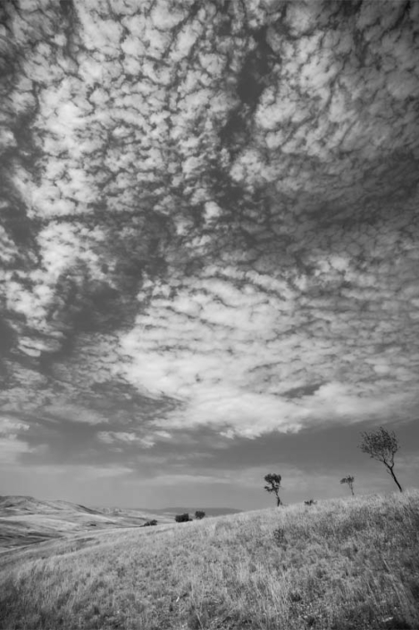 Paw Print Photos - Gregor McGregor - Portfolio Landscapes