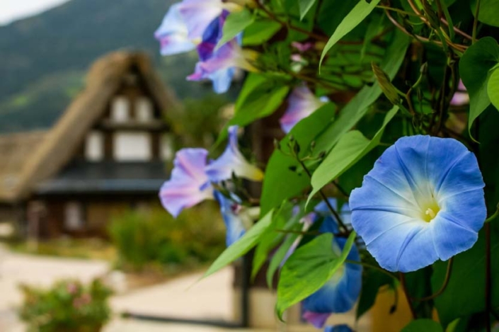 The Flowers Of Shirakawa-go; Ishikawa, Japan Paw Print Photos - Gregor McGregor - Portfolio Historical Sites