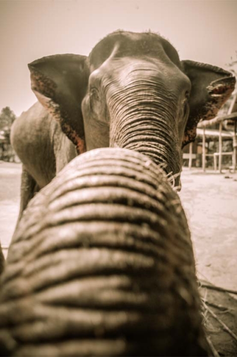 Paw Print Photos - Gregor McGregor - Portfolio Animals